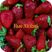 Клубника "Нью Айленд" Клубника "Нью Айленд"