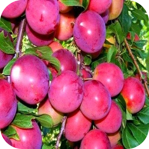Саженцы Сливы колоновидной "Мой рай" > цена,  фото